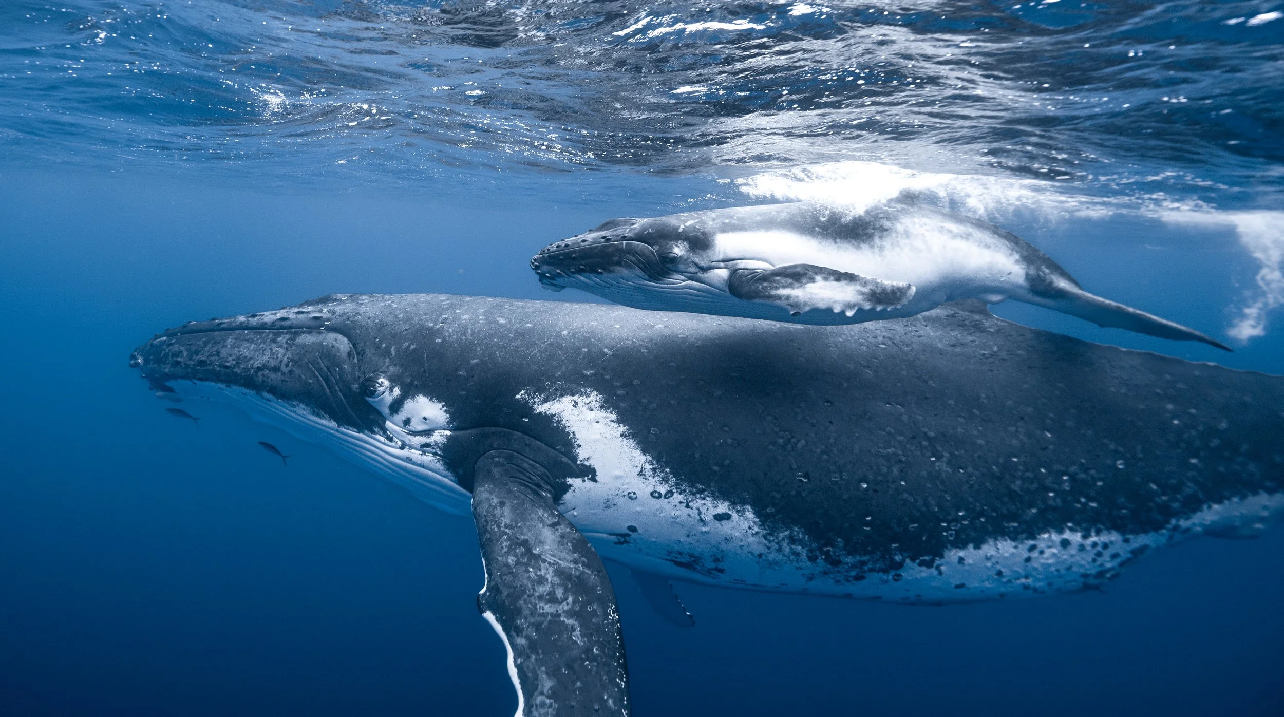 Polynesia: Humpback Whales — Immersiv Expeditions